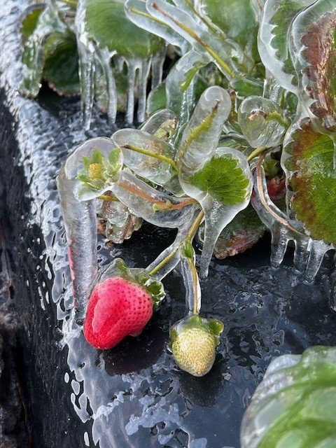 commodity alert strawberries 020526